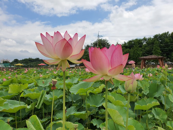 flowers