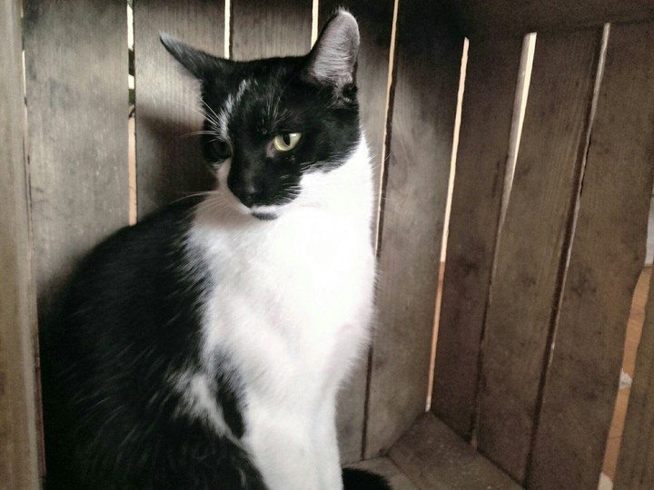 cat