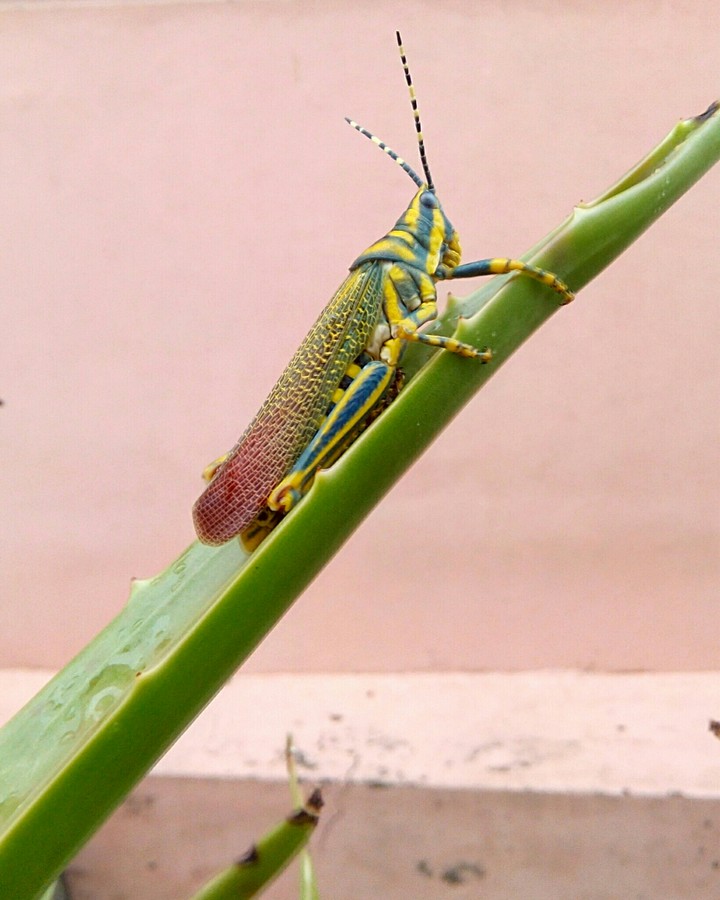 Insect