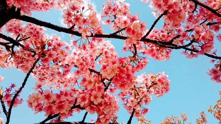 full bloom
