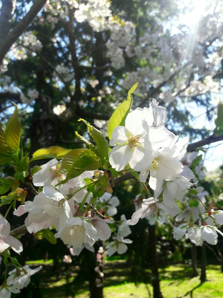 spring