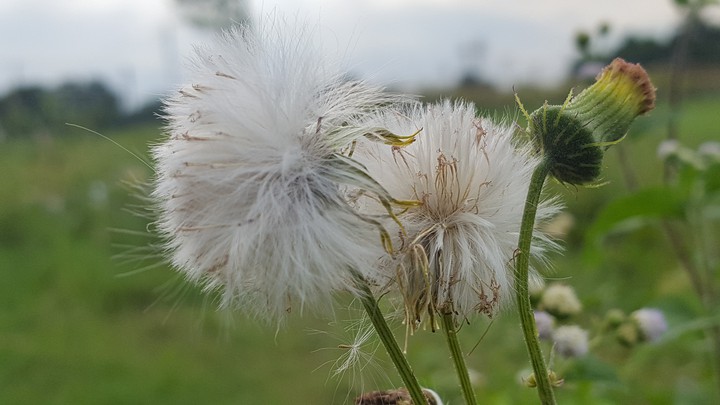 nature