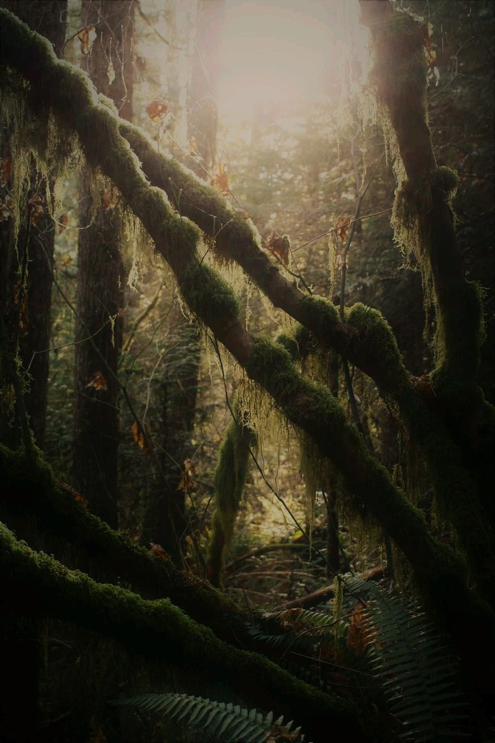 enchanted