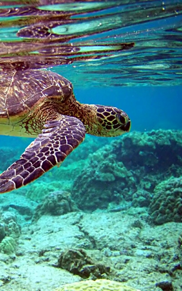 Turtle