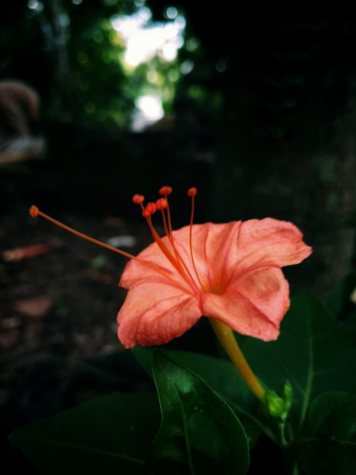 flower photography