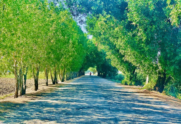 nature’s