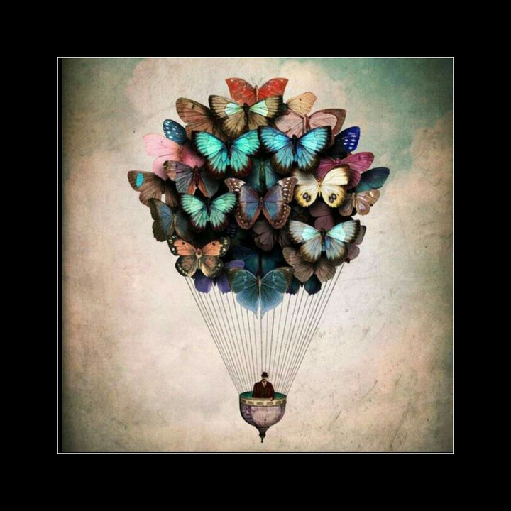 butterflies