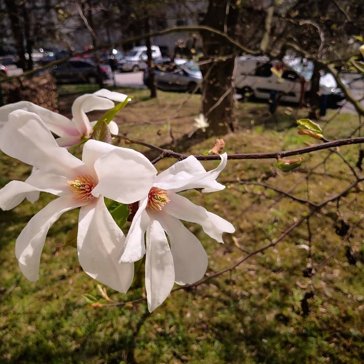 magnolia