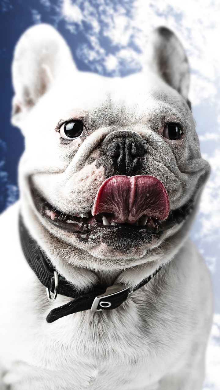 cute dog
