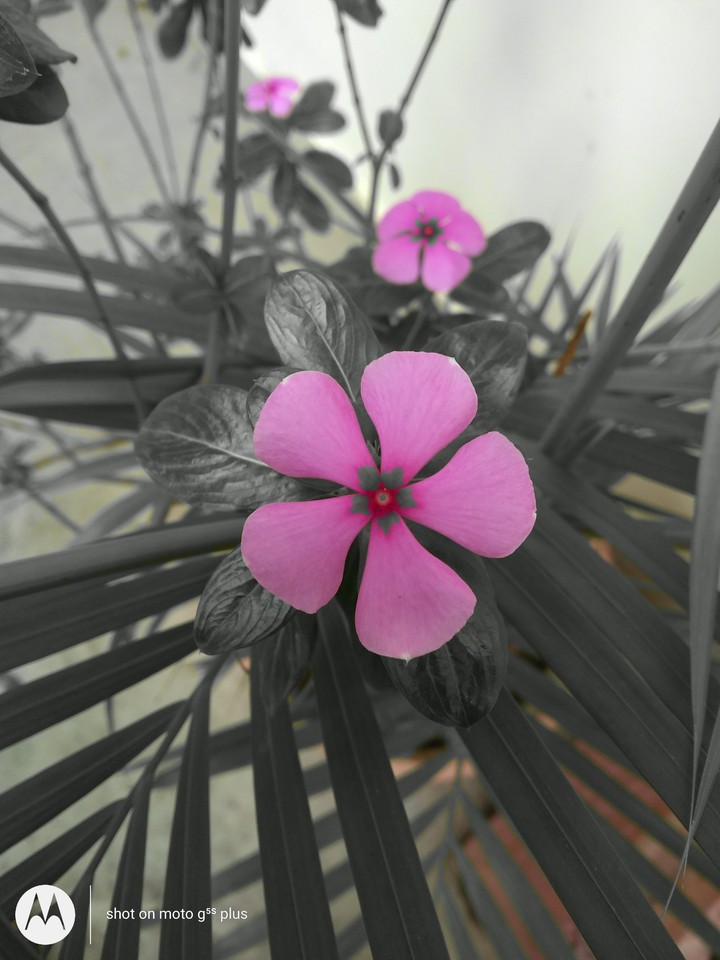 flower ?
