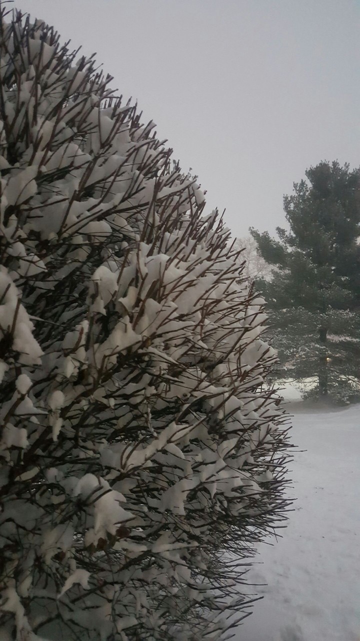 tree branhc holding snow