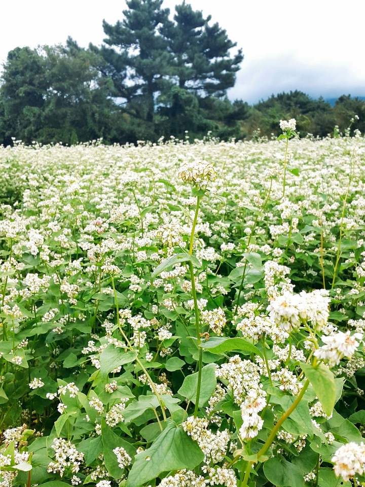 메밀꽃