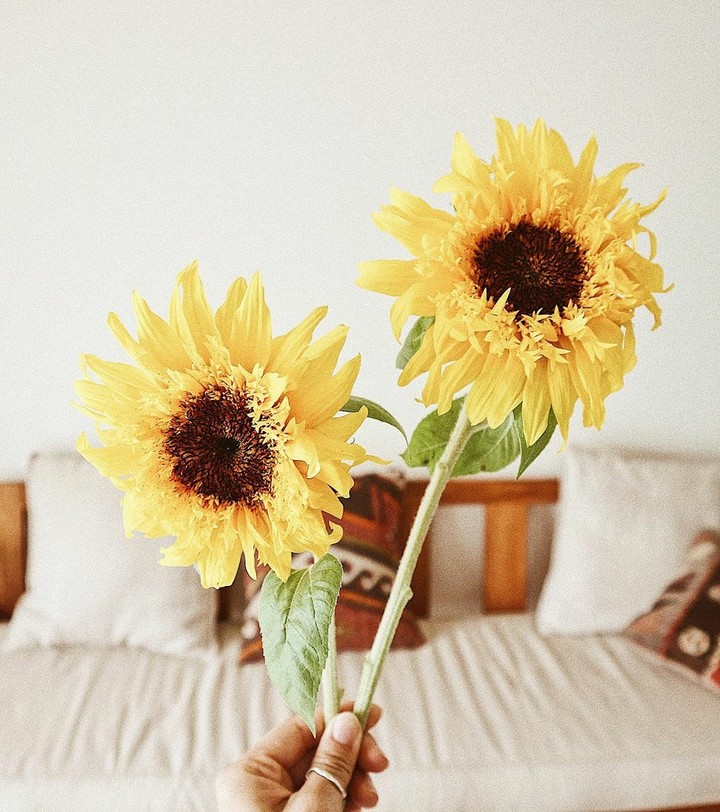 sunflower❤