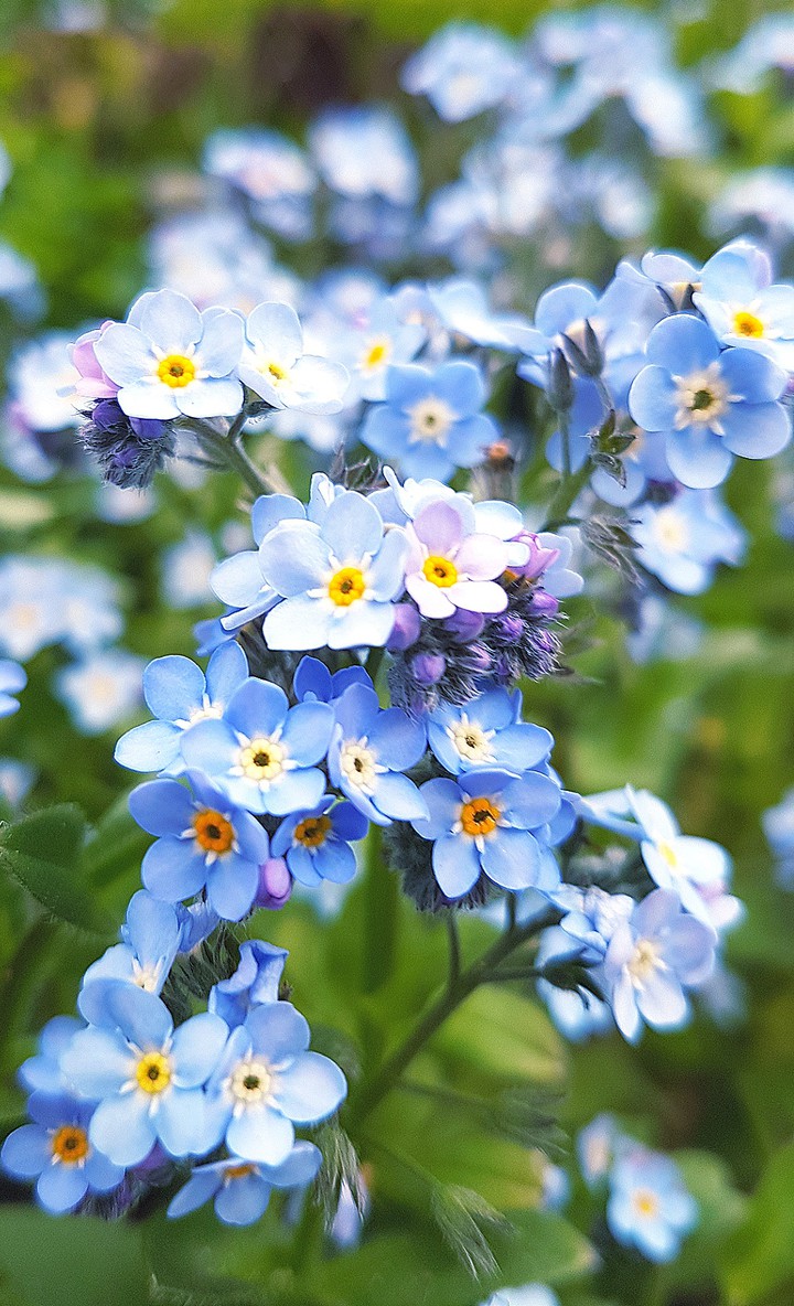 fleurs
