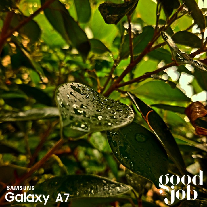 green leaves