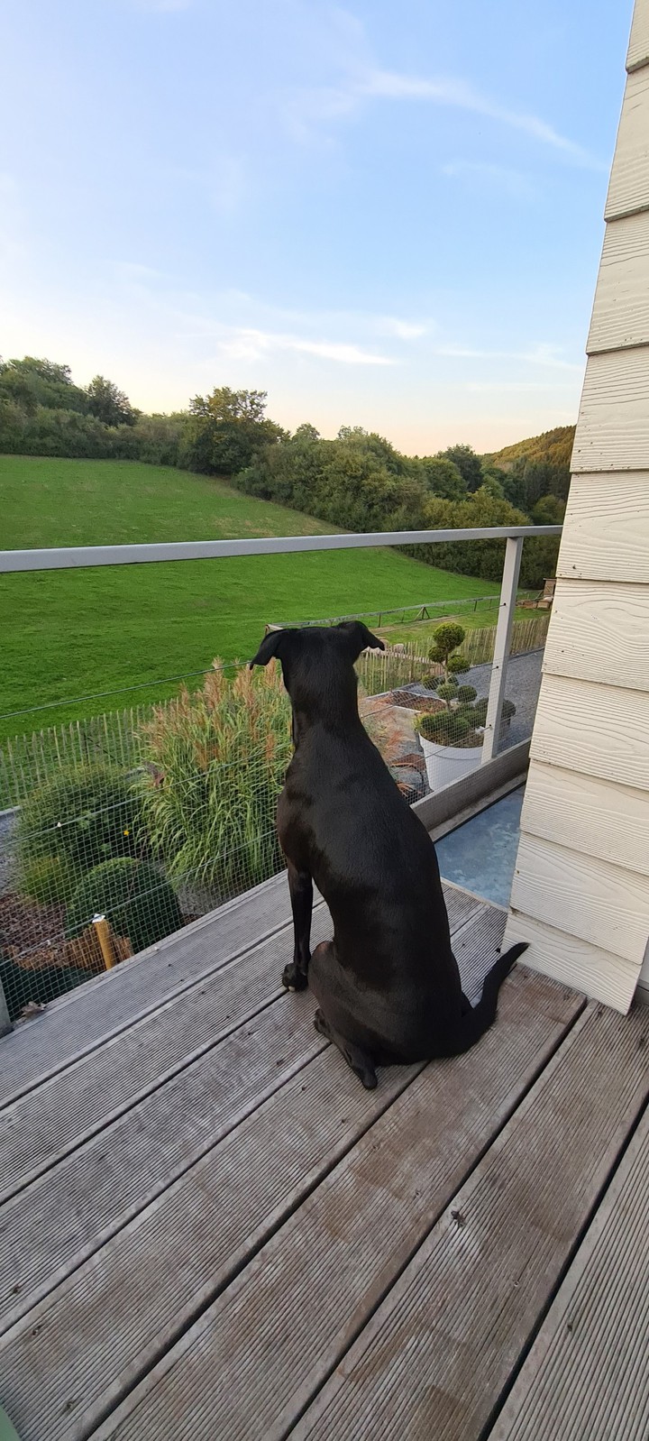 dog