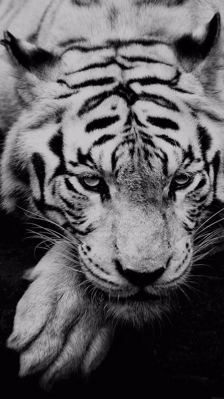 tiger