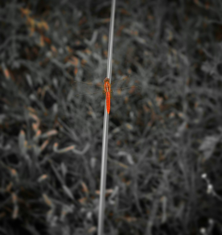 Dragonfly