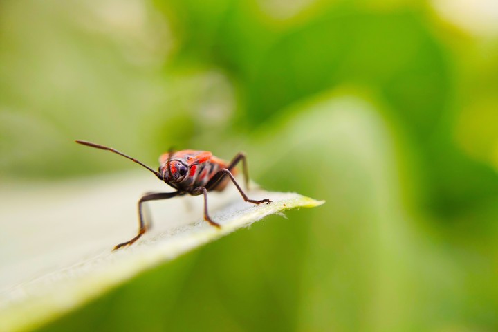 another insect