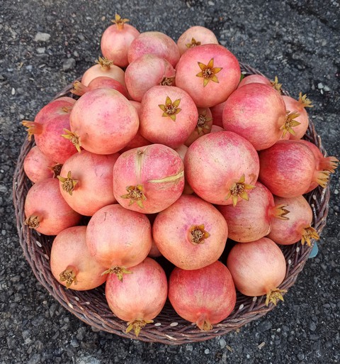 pomegranate