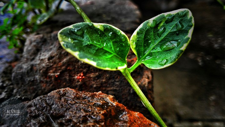 rain drops on leaves