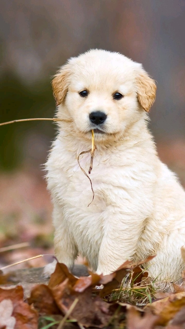 cute dog