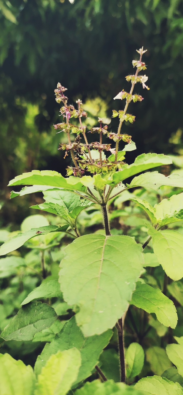 TULSI
