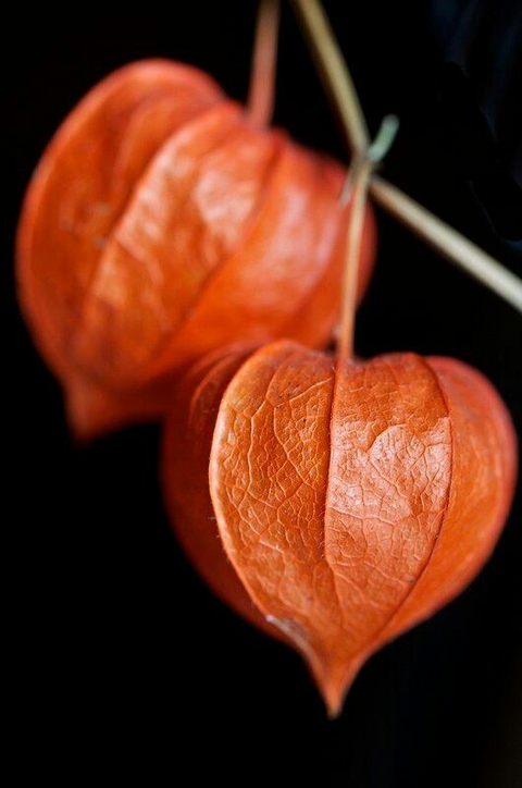 обои flower, fruit
