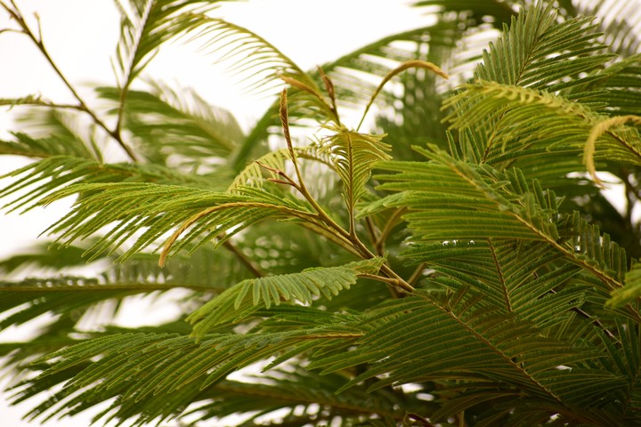 Leaves