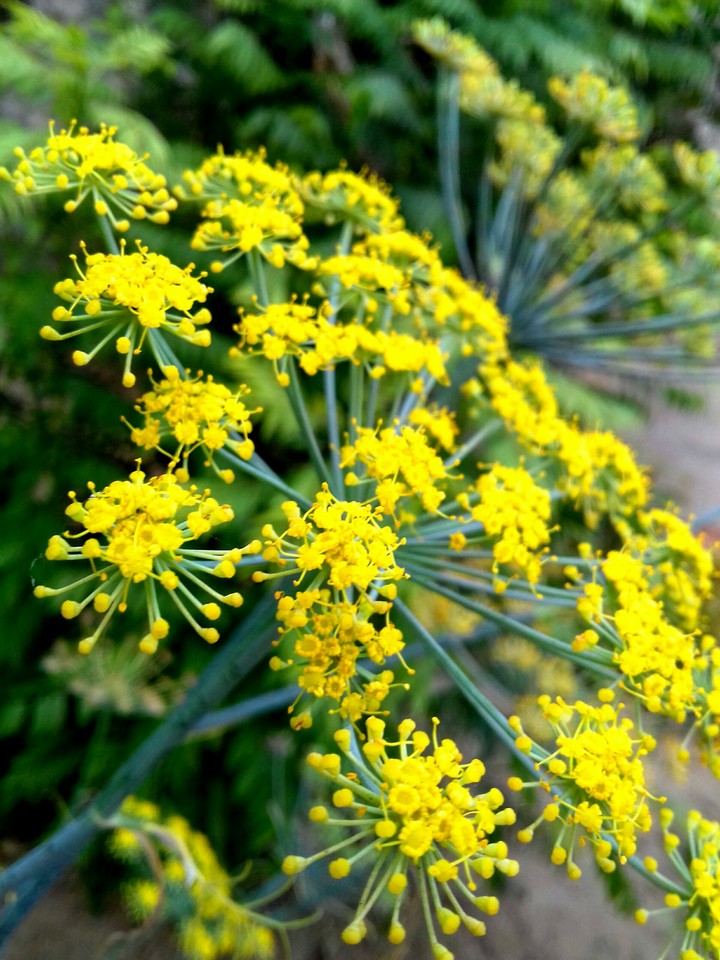 yellow