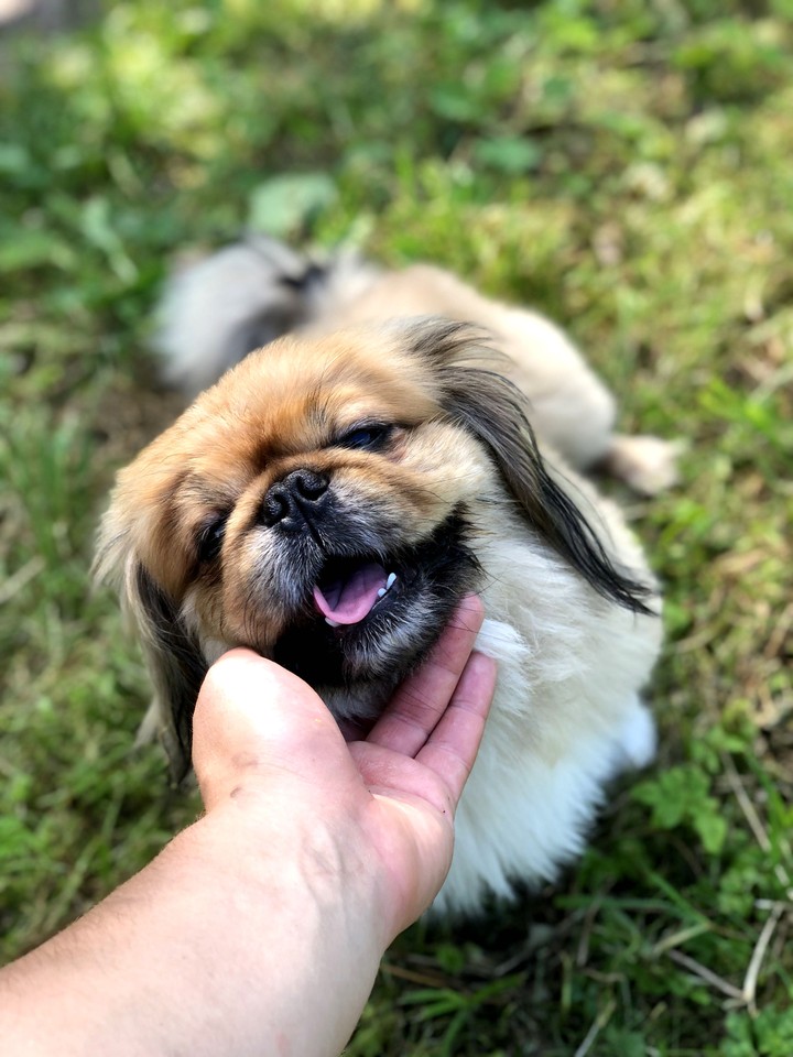dog