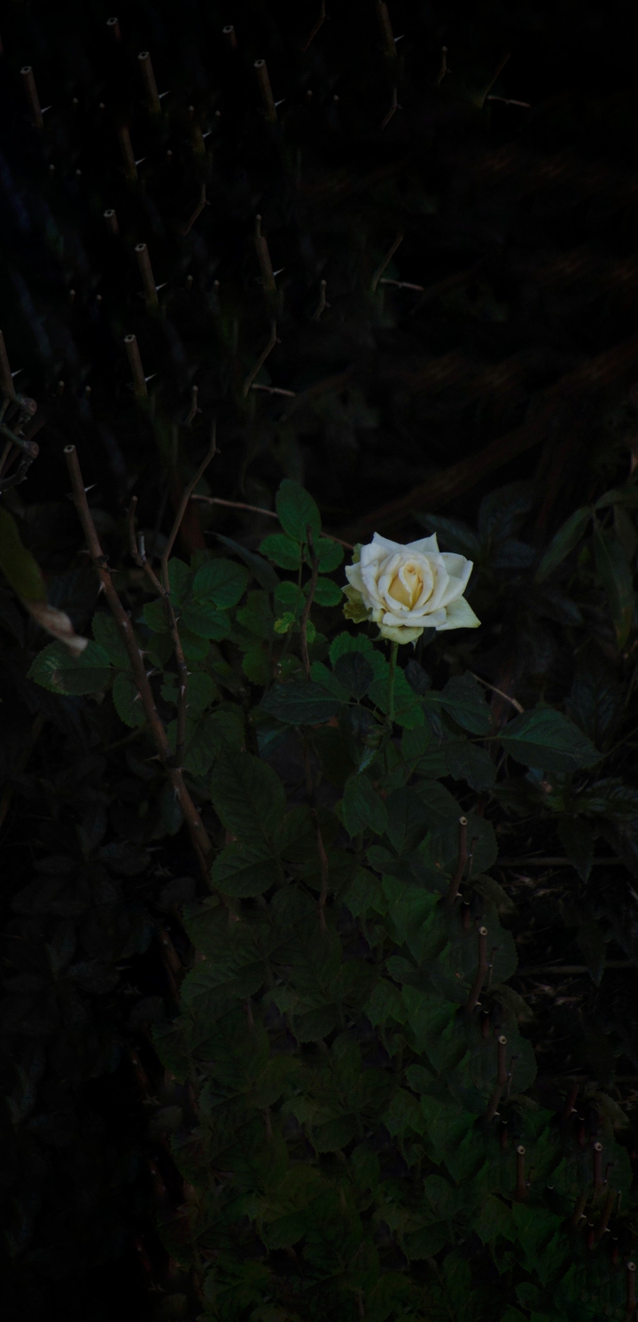winter beauty