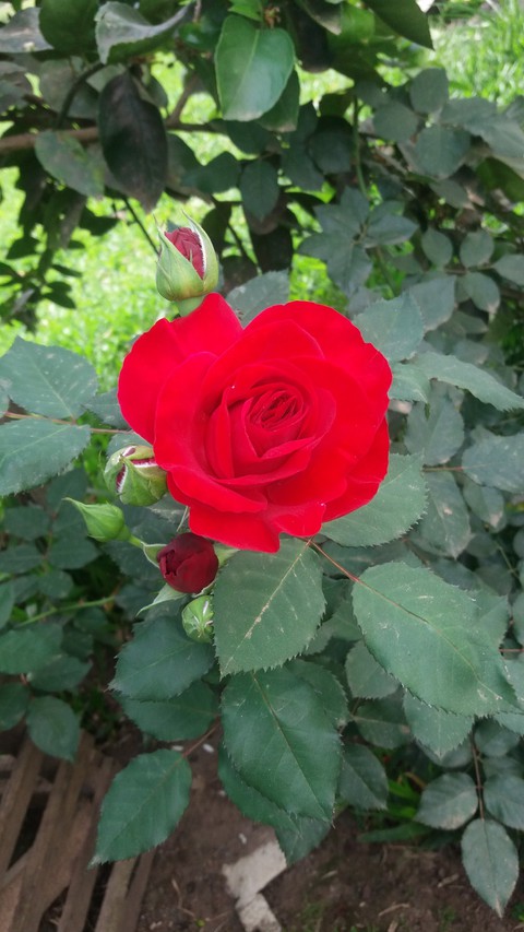 rosa vermelha