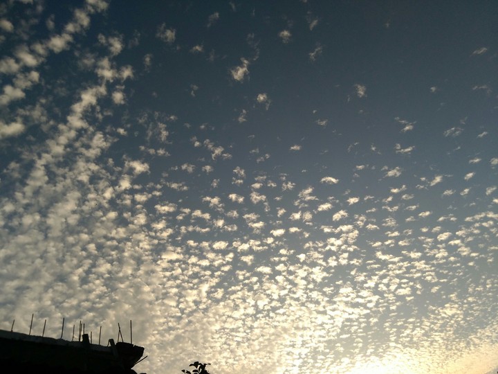 blosom sky
