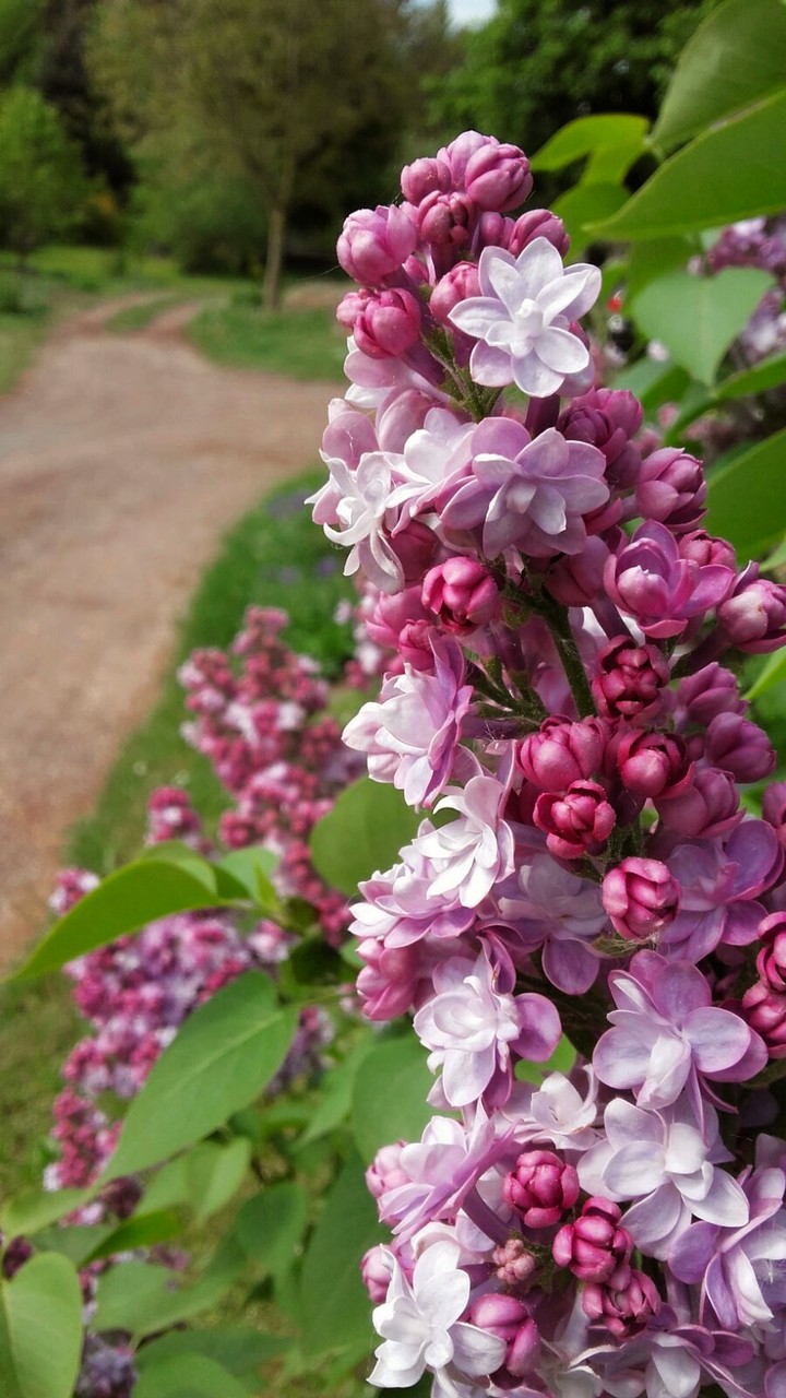 Lilac