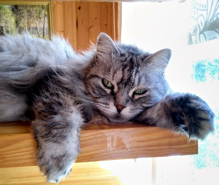 kitty
