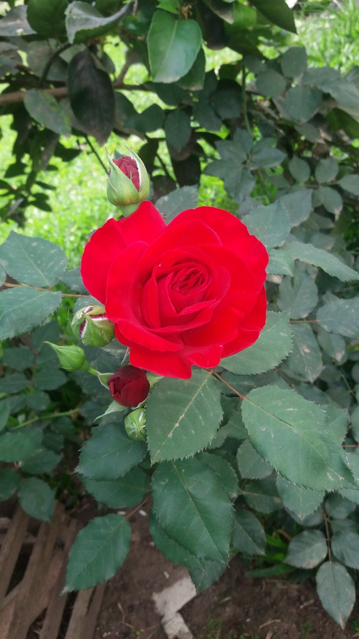 rosa vermelha