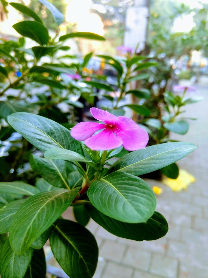 Flower
