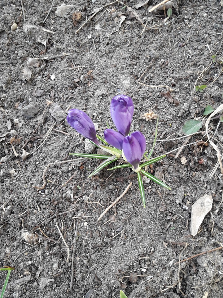крокусы