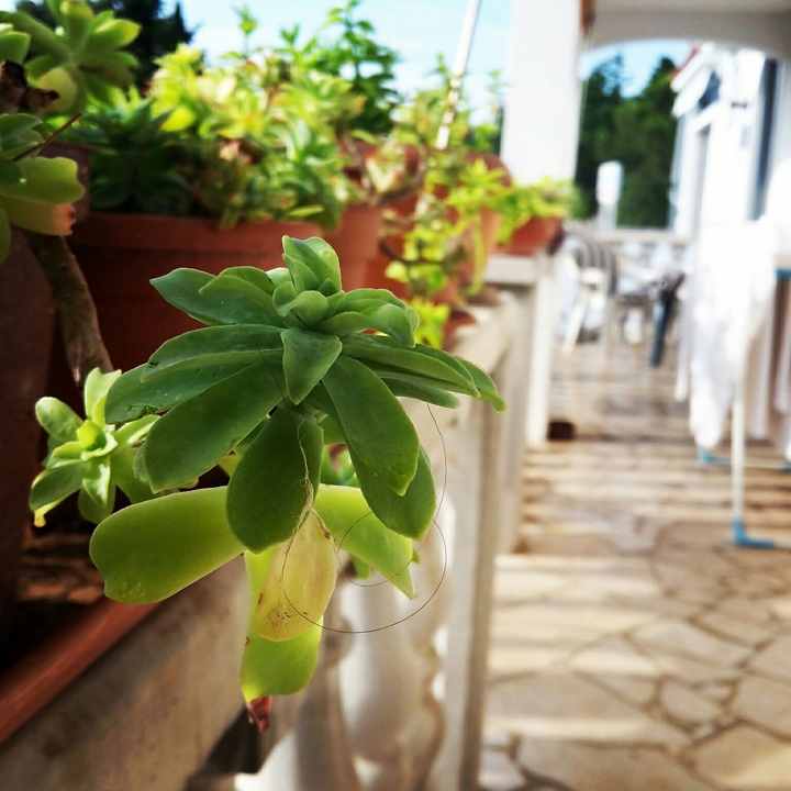 Green Leaves