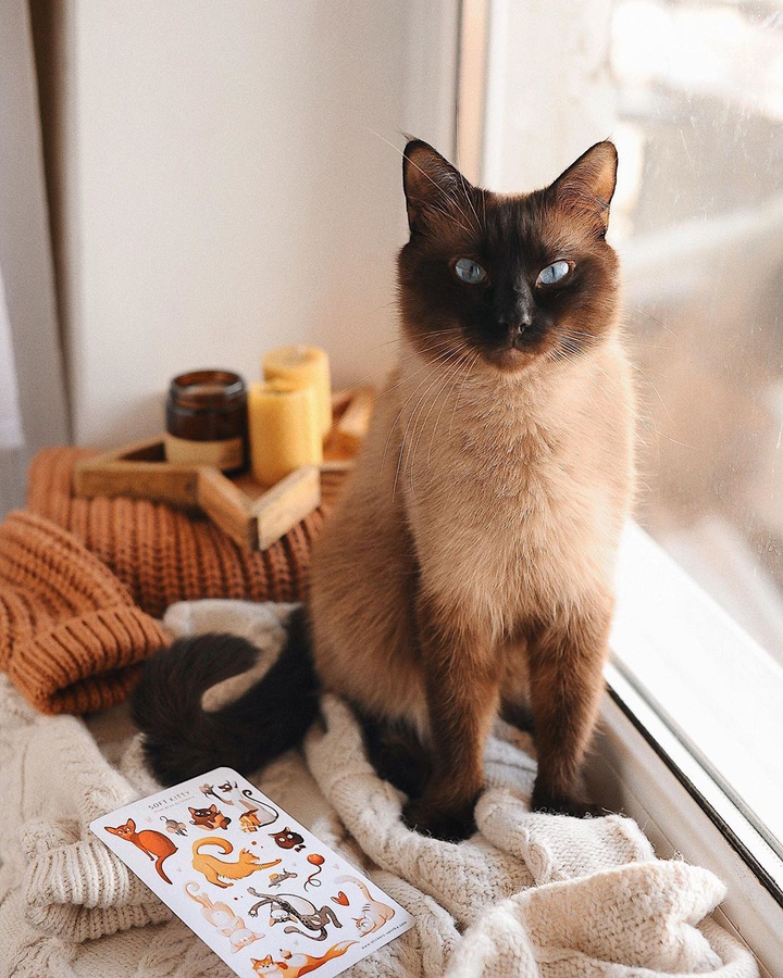 cat