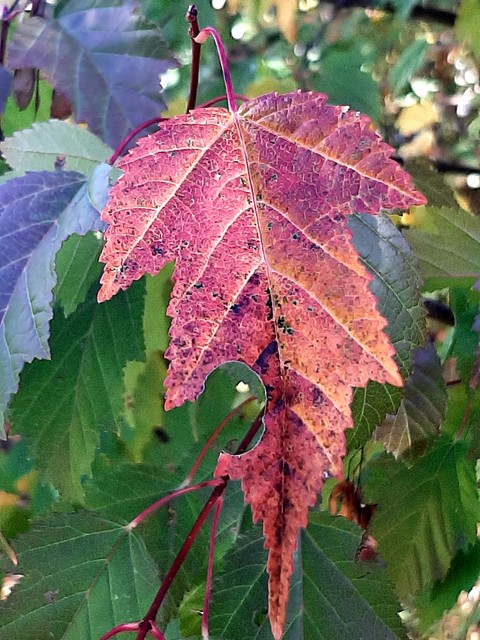 Red, Twig, Plant_pathology