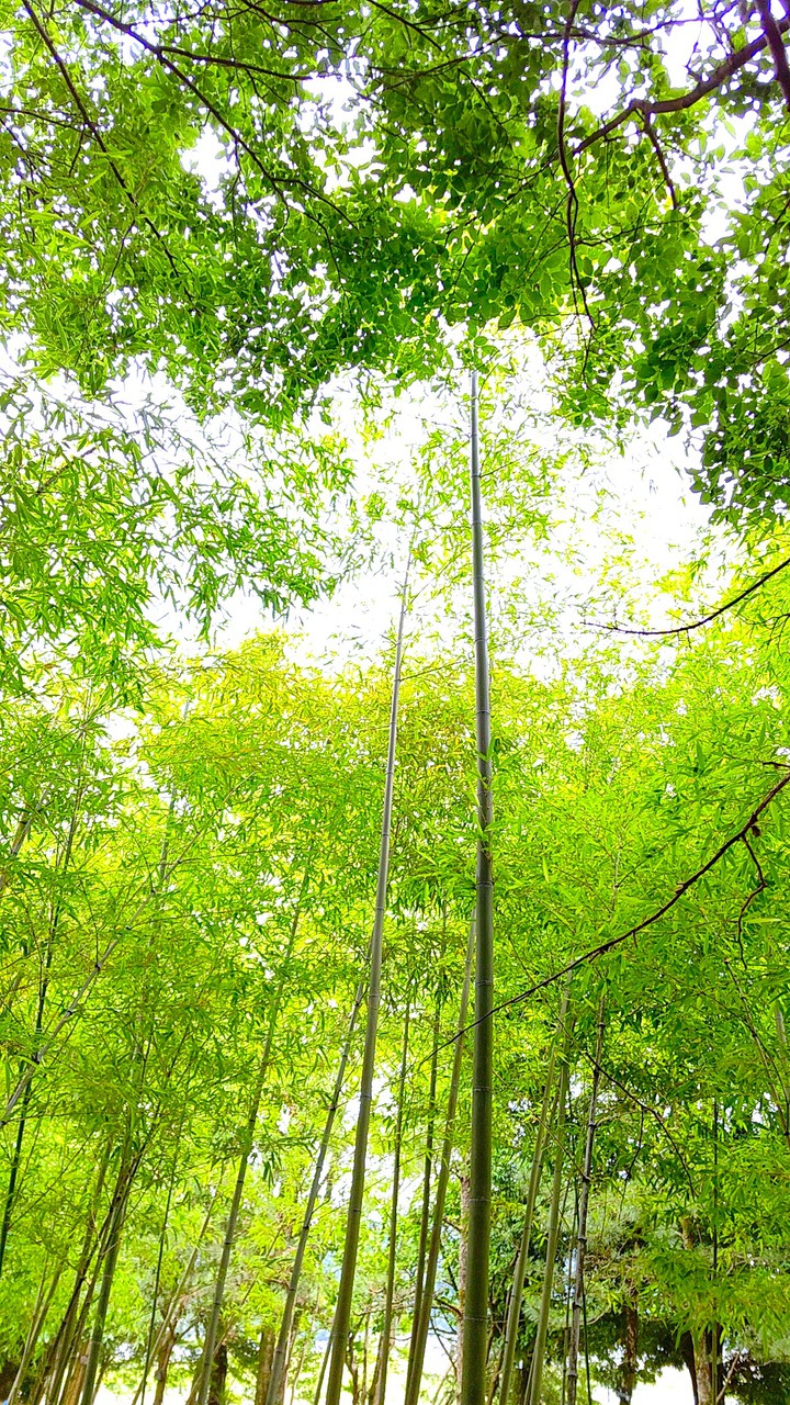 Bamboo