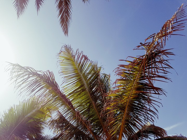 Dakar palmtree 2