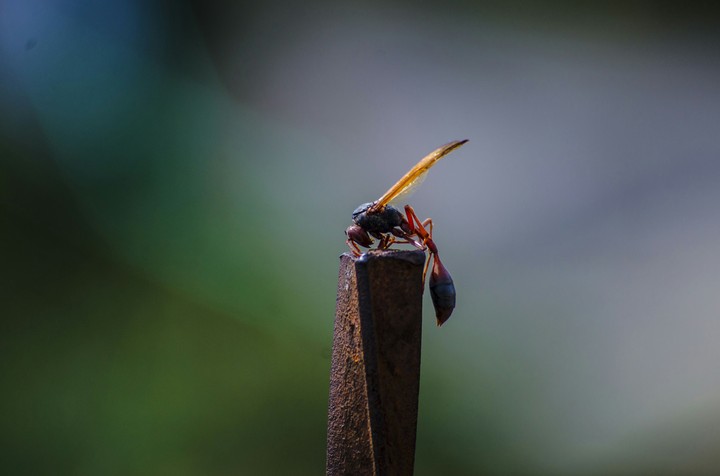 waspy moment