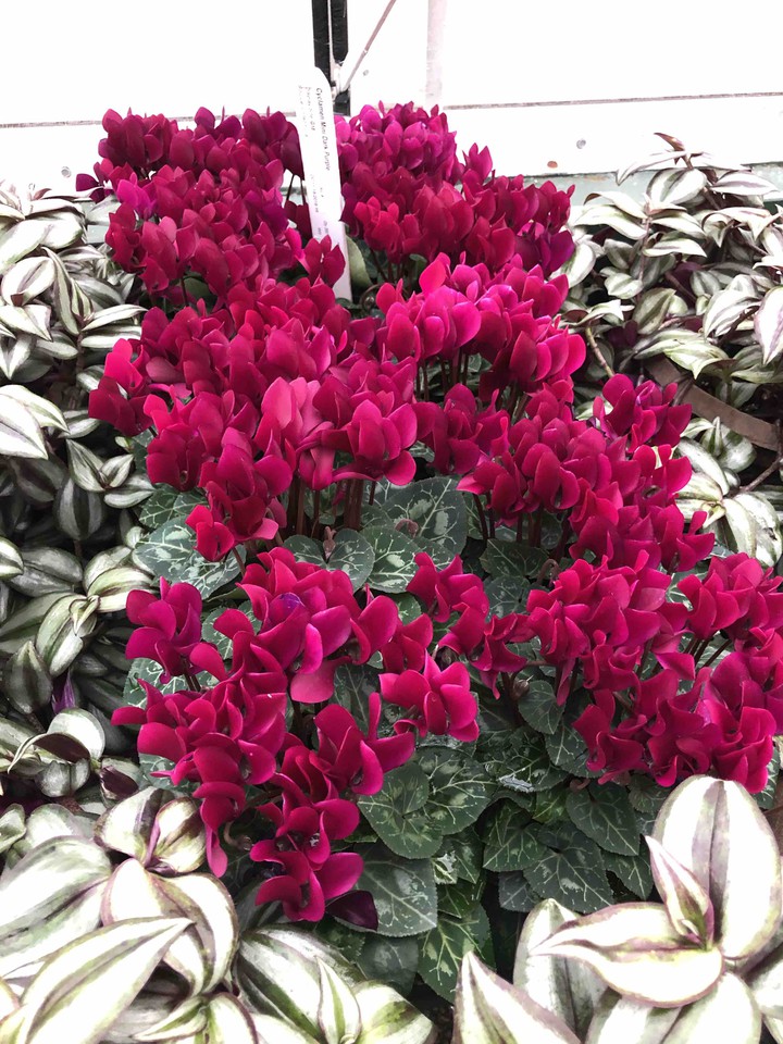 Fuchsia Flowers