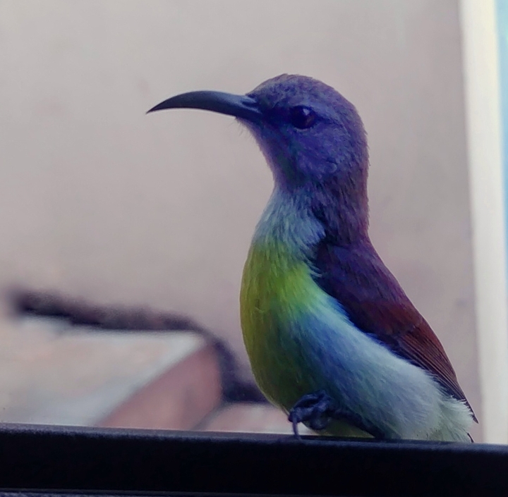 a bird
