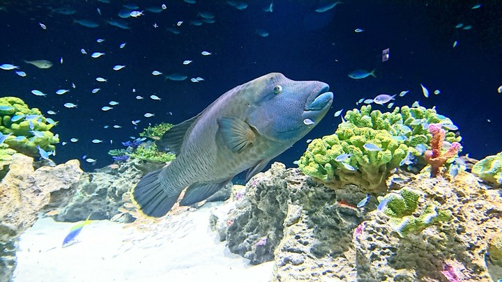 Humphead wrasse