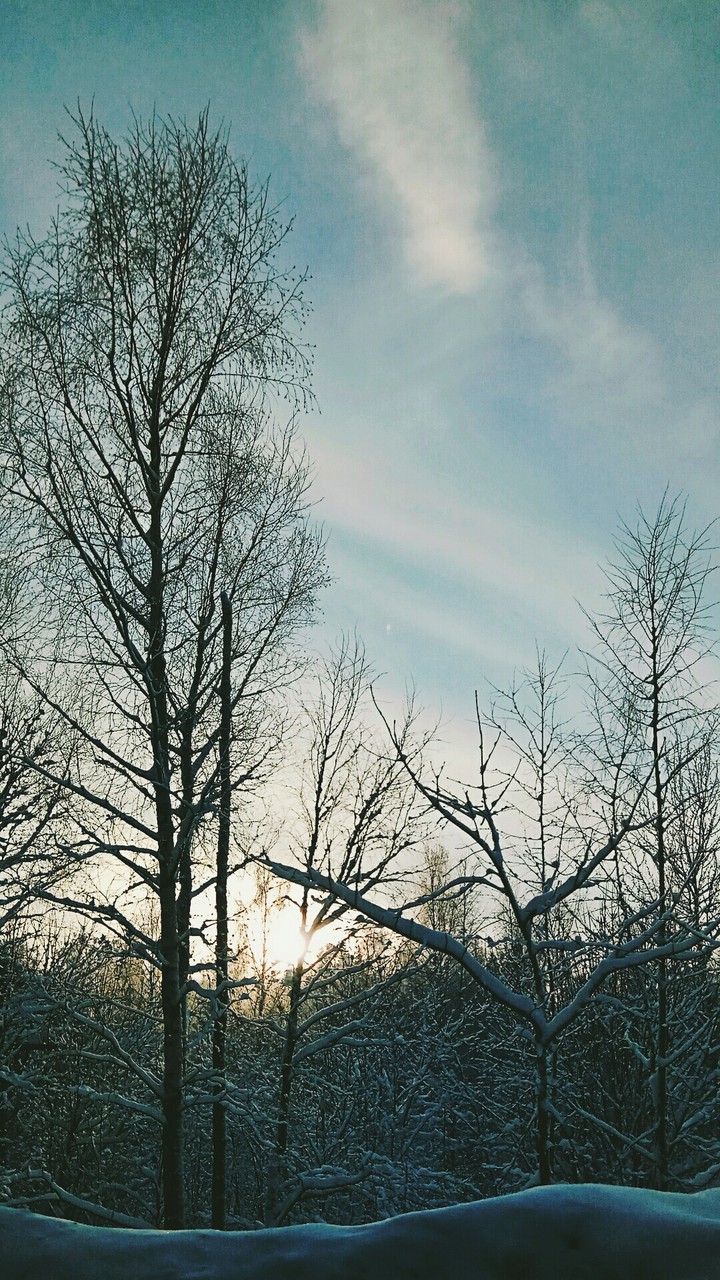 winter forest