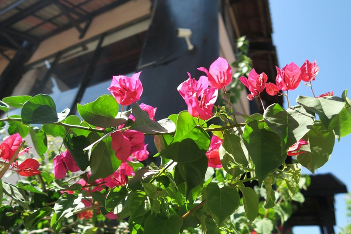 Bougainvillea